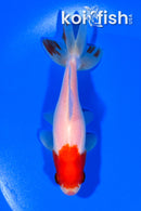 4.75" WAKIN GOLDFISH