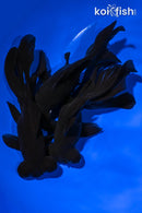 PACK OF (3) 4.5-5" TELESCOPE FANTAIL GOLDFISH