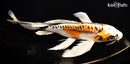 9.75" BENI KIKOKURYU BUTTERFLY