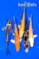 PACK OF (5) 4.25-4.5" STANDARD KOI