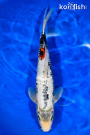 12" BENI MATSUKAWABAKE