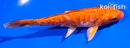 4.5" ARAGOKE ORENJI OGON