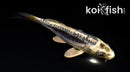 4" KIKOKURYU