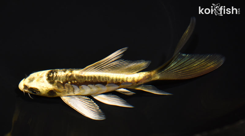 5.5" KIN KIKOKURYU BUTTERFLY