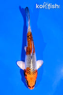 4" KUJAKU