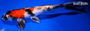 9.25" KIN SHOWA