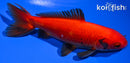 5.25" WAKIN GOLDFISH