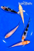 PACK OF (5) 4.25-4.5" STANDARD KOI