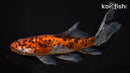 7.5" SHUBUNKIN GOLDFISH
