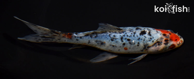 7.25" SHUBUNKIN GOLDFISH