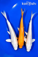 PACK OF (3) 6.25-6.5" STANDARD KOI