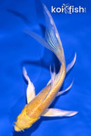 5.25" YAMABUKI OGON BUTTERFLY