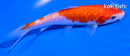 5.5" GINRIN KOHAKU
