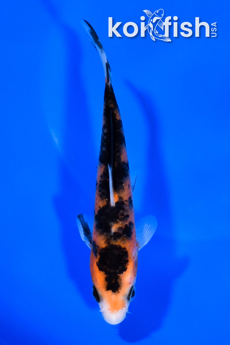 5" AKA SANKE