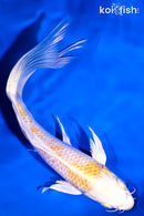 7.25" LEMON HARIWAKE BUTTERFLY