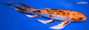 10" YAMATO NISHIKI BUTTERFLY