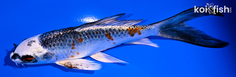 5.5" KUJAKU BUTTERFLY