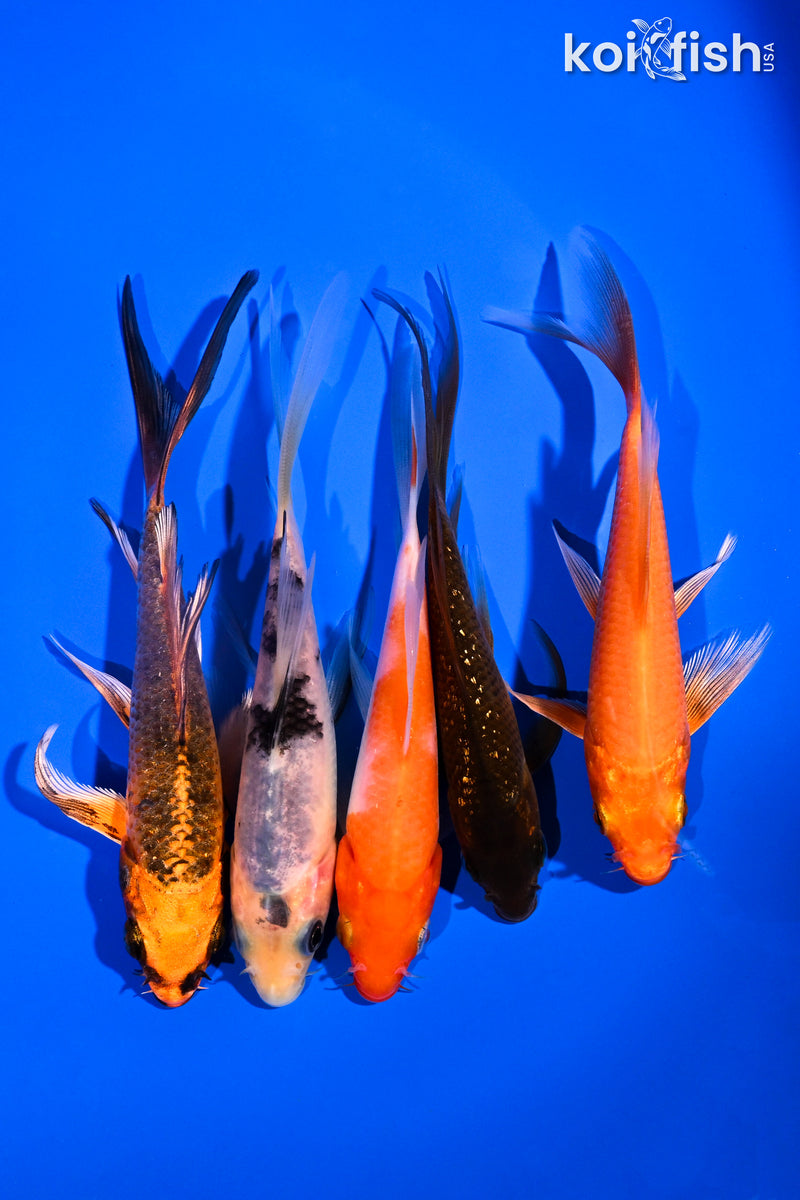 PACK OF (5) 4.5-6" BUTTERFLY KOI