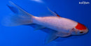 7.25" TANCHO SARASA COMET GOLDFISH