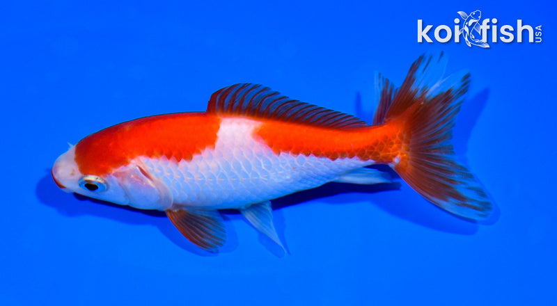 4.75" WAKIN GOLDFISH