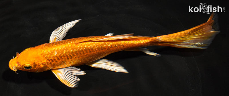 8" GINRIN ORENJI OGON BUTTERFLY