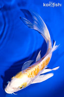 7.25" ARAGOKE LEMON HARIAKE BUTTERFLY