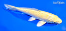 7" YAMABUKI OGON