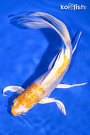 9.25" GINRIN LEMON HARIWAKE BUTTERFLY