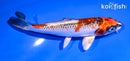 5.5" KUJAKU