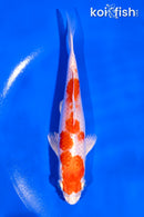 5" HARIWAKE