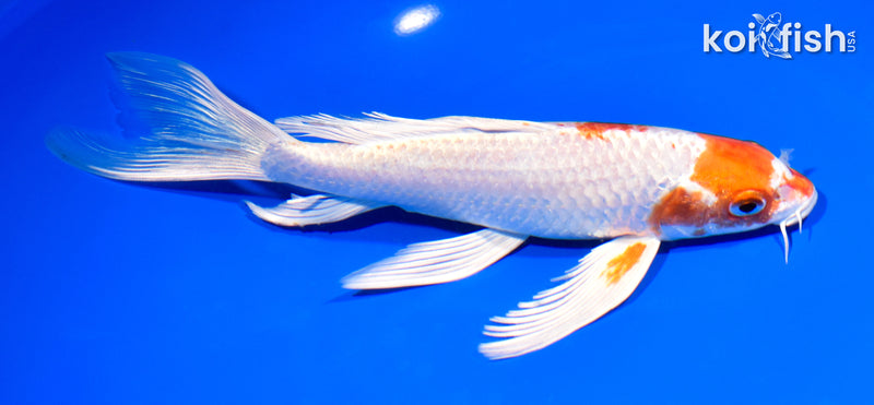 8" HARIWAKE BUTTERFLY