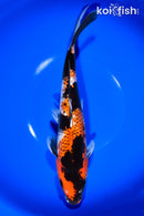 11" GINRIN KAGE SHOWA