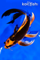 8.5" ORENJI MATSUBA BUTTERFLY