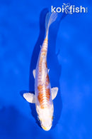 4.5" KIKUSUI