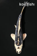 4.25" KIKOKURYU