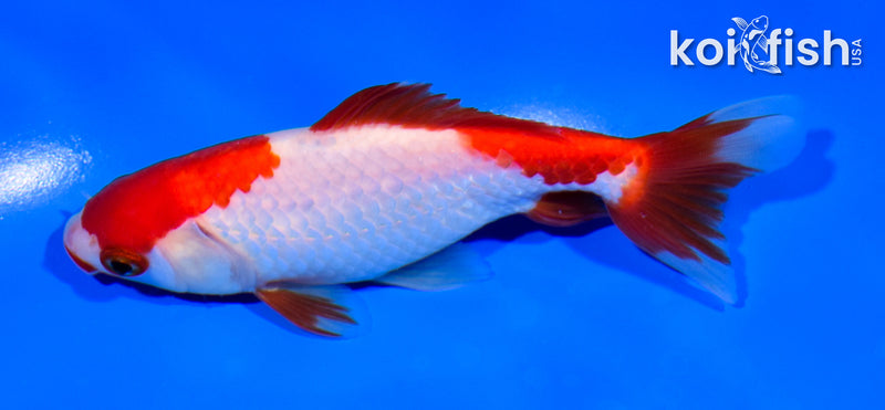 5" SARASA WAKIN GOLDFISH