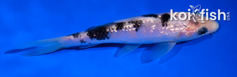 4.5" GINRIN SHIRO BEKKO