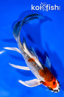 7.5" BENI GINGA BUTTERFLY