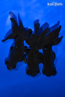 PACK OF (3) 4.25-4.5" TELESCOPE FANTAIL GOLDFISH