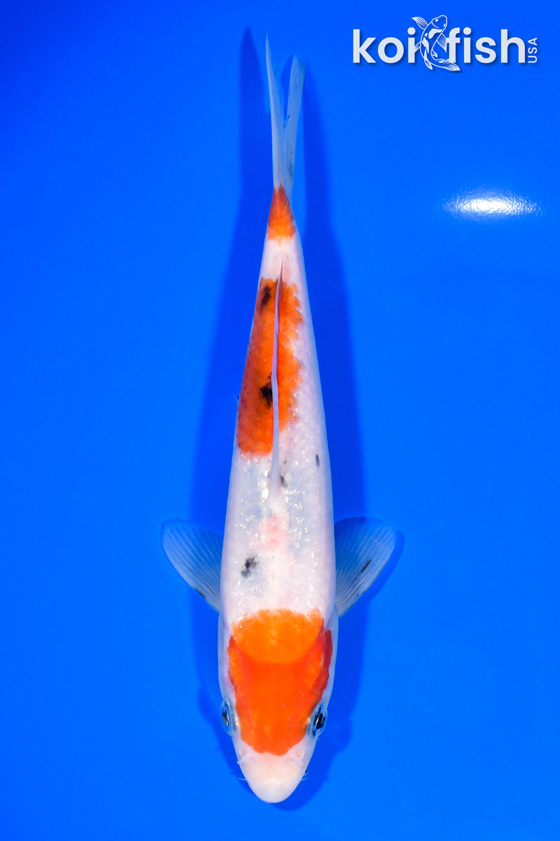 7" SANKE