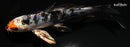 5" YAMATO NISHIKI BUTTERFLY