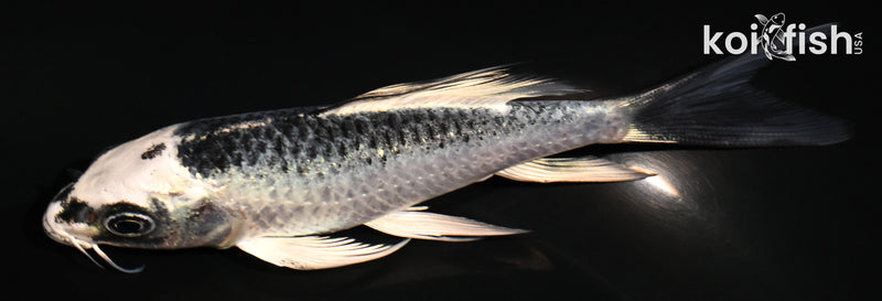 4.5" GIN MATSUBA BUTTERFLY