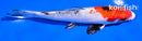 5.5" GINRIN YAMATO NISHIKI