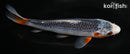 5.75" ASAGI