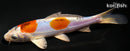 5.75" BENI KIKOKURYU