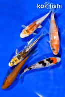 PACK OF (5) 3.5"- 3.75" STANDARD KOI