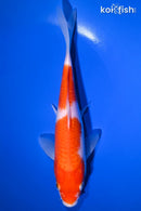 9" KOHAKU