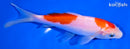 5.5" NIDAN KOHAKU