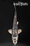3.75" GINRIN KUJAKU