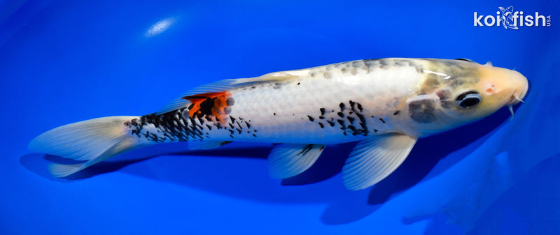 12" BENI MATSUKAWABAKE
